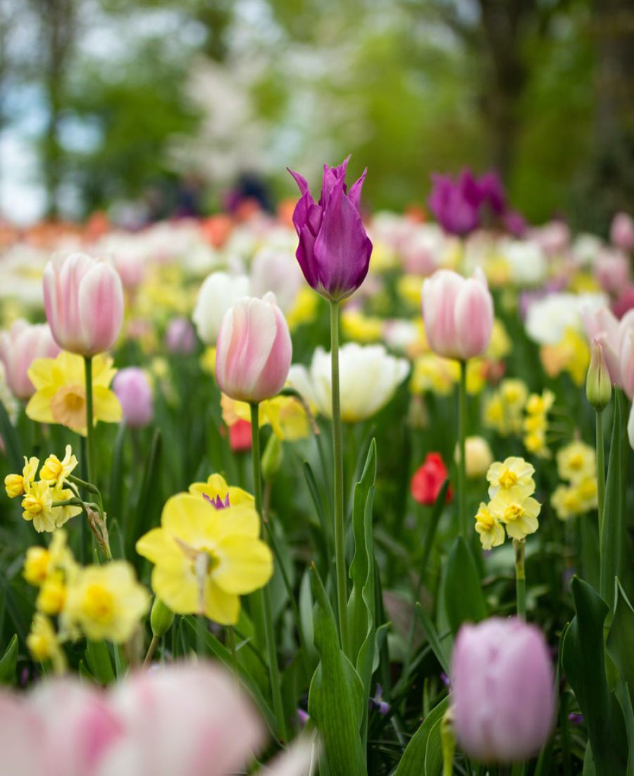 Blumenwiese mit Tulpen und Narzissen